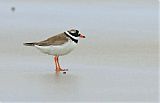 Common Ringed Plover